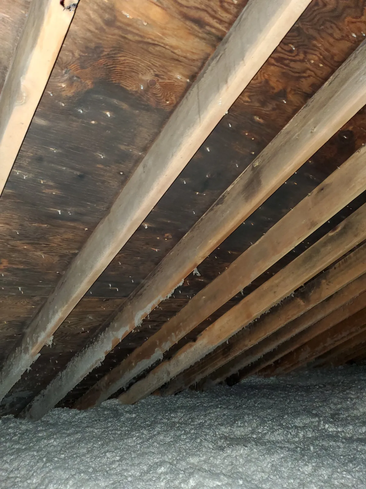 Attic insulation and roof framing being inspected.